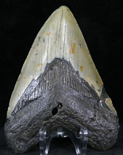 Bargain Megalodon Tooth - North Carolina #22949